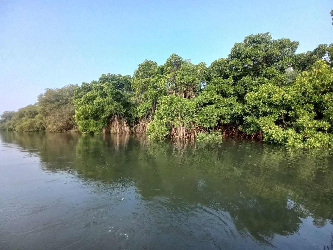 Mangrove Tour